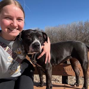 Waverly, Boxer, adult, available for adoption