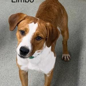 Limbo, Mixed Breed (Medium), young, available for adoption
