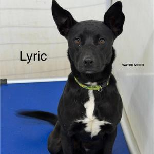 Lyric, Mixed Breed (Medium), adult, available for adoption