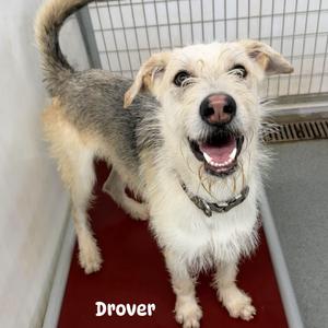 Drover, Terrier, Airedale, adult, available for adoption