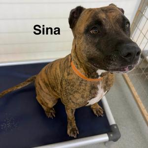 Sina, Terrier, American Pit Bull, adult, available for adoption