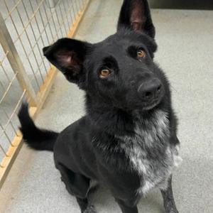 Boots, Collie, Border, adult, available for adoption