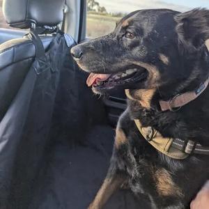 A black and tan dog sitting in the back seat of a car, wearing a harness and looking out the window.