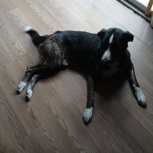 Knemo, Shepherd, German, adult, available for adoption