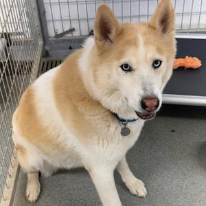Marlon, Husky, Siberian, adult, available for adoption