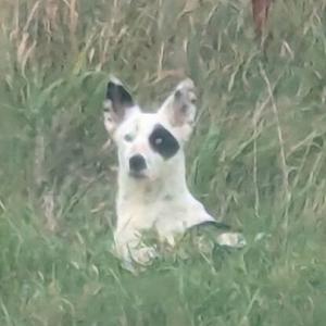 A white dog with black spots on its face and ears is sitting in a grassy field.
