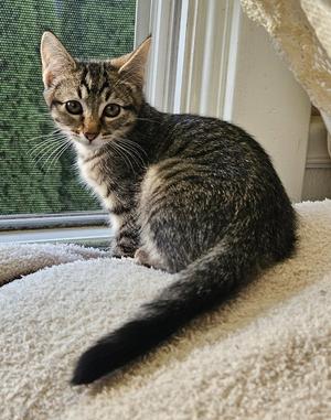 26-37 Gretl, kitten, available for adoption