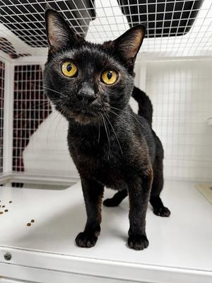 Betelgeuse, adult, available for adoption