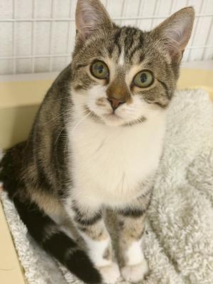 Journey, young, available for adoption