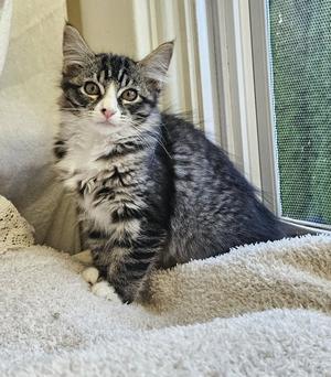 A fluffy gray and white kitten with large, expressive eyes sits on a soft, light-colored blanket near a window with a green screen. The kitten has a striped pattern on its fur and is looking directly at the camera.
