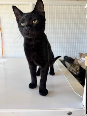 26-24 Ferris, kitten, available for adoption