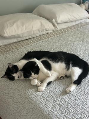 A black and white cat sleeping on a bed with a white pillow and a gray blanket.