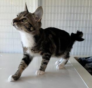 26-28 Barry, kitten, available for adoption