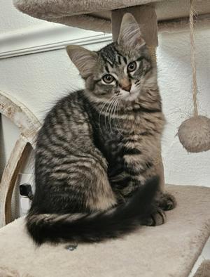26-37 Leisl, kitten, available for adoption