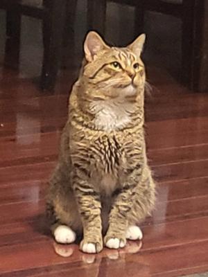A tabby cat sitting on a wooden floor, looking up with its ears perked and eyes focused on something above. The cat has a striped coat with white paws and a white chest, and its fur appears soft and well-groomed. The background is slightly blurred, showing a dark wooden surface and some furniture legs.