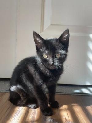 26-34 Marcy, kitten, available for adoption