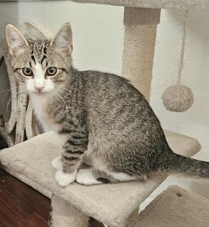 A gray tabby kitten sitting on a cat tree, looking directly at the camera with wide eyes.