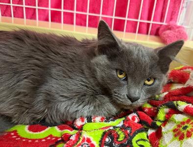 26-39 Mary, kitten, available for adoption