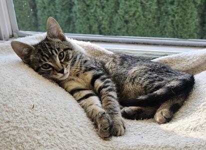 26-37 Kurt, kitten, available for adoption