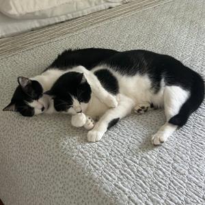 A black and white cat sleeping on a bed