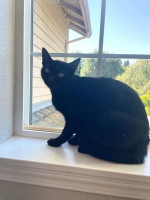 Lucy 26-34, young, available for adoption
