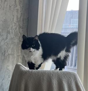Bora, adult, available for adoption