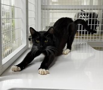 Independence 26-09, young, available for adoption