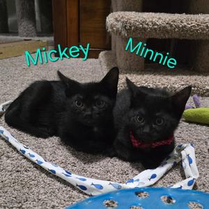 Minnie, kitten, available for adoption