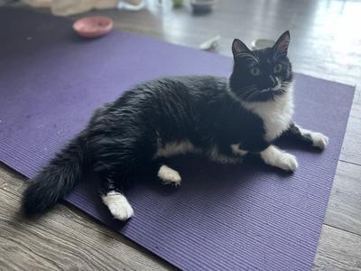 Burma, adult, available for adoption