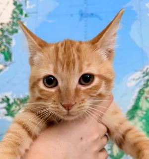 A close-up of an orange tabby kitten being held by a person's hand, with a blue and green background.