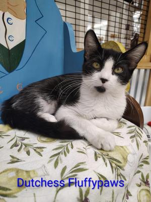 Dutchess Fluffypaws, young, available for adoption