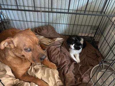 Gravy, kitten, available for adoption