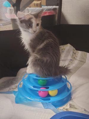 Ashe, kitten, available for adoption