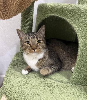 Kacey, adult, available for adoption