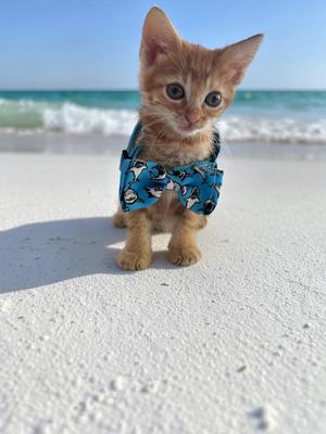 A small orange kitten wearing a blue bow tie with a pattern of cartoon characters, standing on a sandy beach with the ocean in the background.