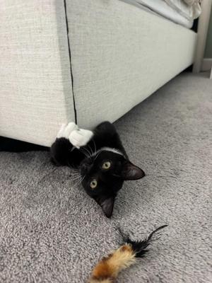 A black and white cat lying on a carpet, playing with a feather toy near a bed.