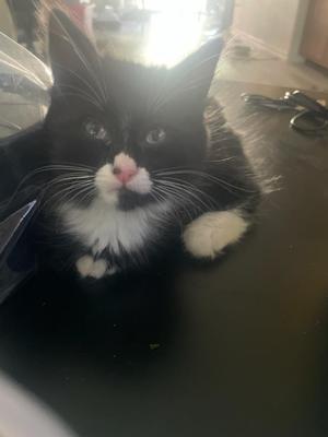 Biscuit, kitten, available for adoption