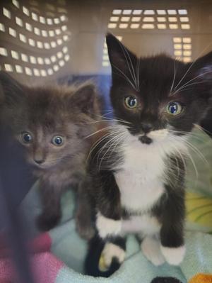 Two kittens, one black and white and one gray, sitting together in a carrier.