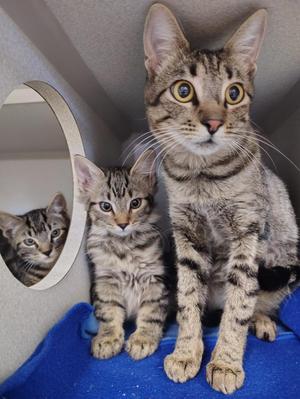 Two tabby cats sitting together on a blue blanket, with one cat looking directly at the camera and the other peeking from a circular opening.