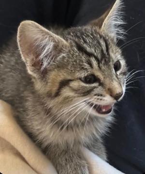 A close-up of a tabby kitten with its mouth open, appearing to meow or yawn. The kitten has a mix of gray, black, and brown fur with distinct stripes. Its ears are perked up, and it is being held by a person wearing a dark-colored shirt.