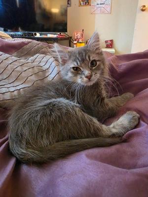 Dim Sum, kitten, available for adoption