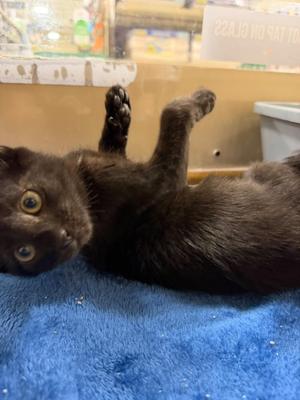 Francesca, kitten, available for adoption