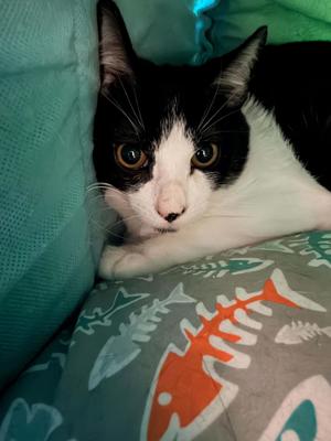 Ghost Pepper, young, available for adoption