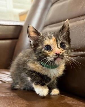 Kailani, kitten, available for adoption