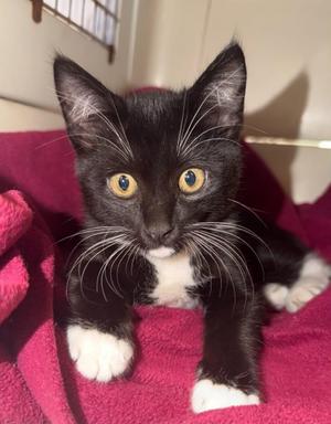 Cashew, kitten, available for adoption