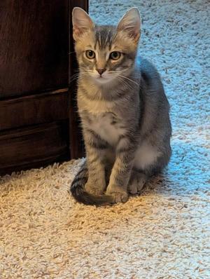 Dracula, kitten, available for adoption