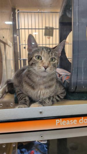 A tabby cat sitting inside a cage, looking directly at the camera with wide eyes.