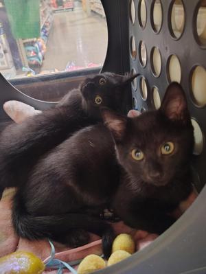 Two black cats with bright yellow eyes are sitting in a pet carrier. One cat is lying down while the other is looking up. The carrier has a circular pattern on the side and is placed on a surface with some yellow objects nearby.