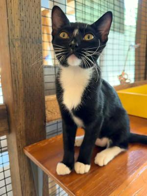 Espeon, kitten, available for adoption