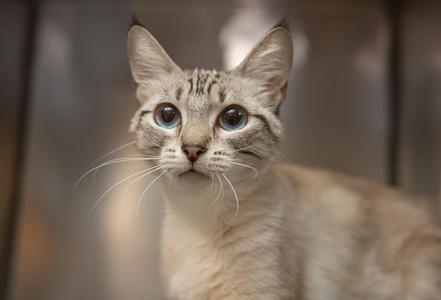 A close-up of a light-colored cat with striking blue eyes and long whiskers, looking directly at the camera.